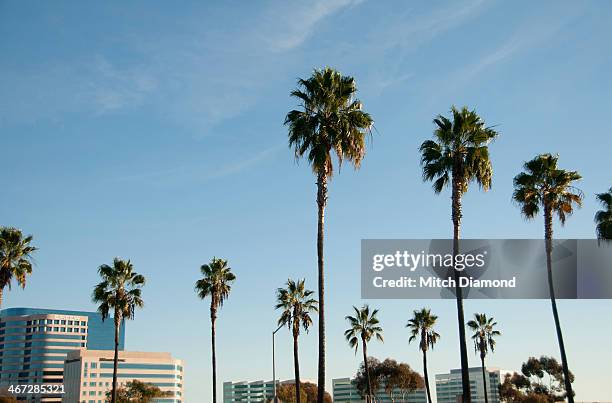 palm tree skies over irvine - santa ana kalifornien bildbanksfoton och bilder