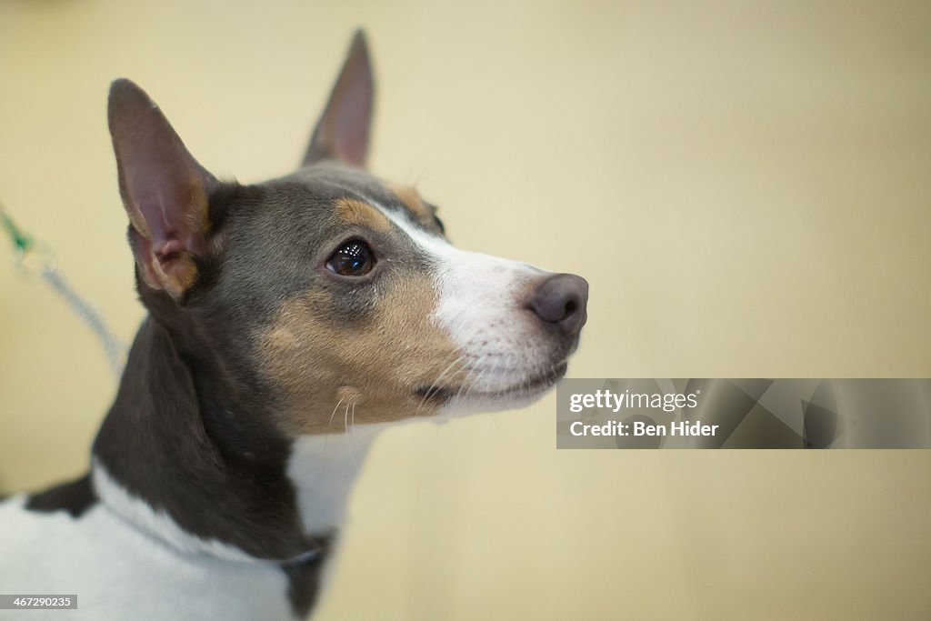 The 138th Annual Westminster Kennel Club Dog Show - Press Conference