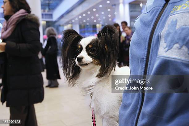 Fame a Papillon, waits to show off her skills for the upcoming agility competition as part of the Westminster Dog Show on February 6, 2014 at Madison...