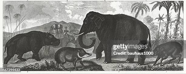 hippo and elephant engraving - foraging stock illustrations
