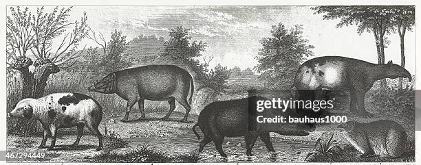 bildbanksillustrationer, clip art samt tecknat material och ikoner med hogs and boars engraving - tapir