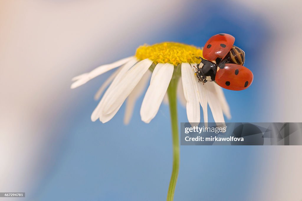 Ladybug