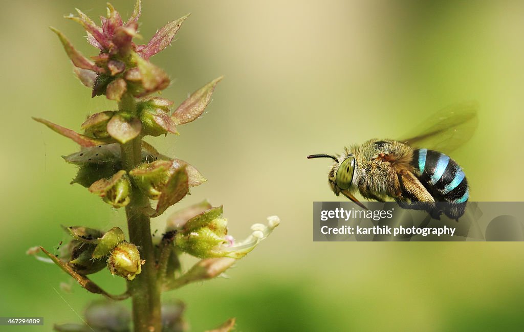 Blue Banded Bee In Flight