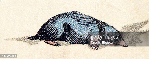 mole, mammals animals antique illustration - mole stock illustrations