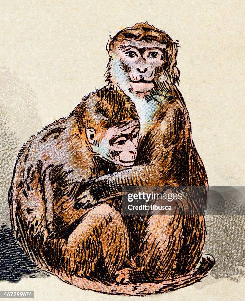 macaque, mammals animals antique illustration - monkey stock illustrations