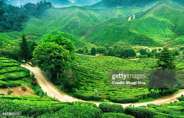 cameron highlands - cameron highlands stock pictures, royalty-free photos & images