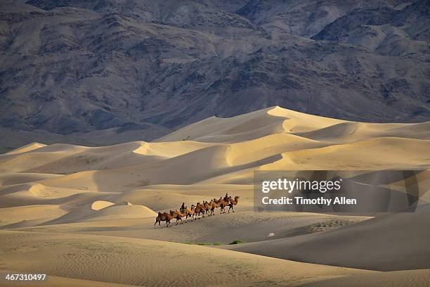 caravan of camels walks across gobi sand dunes - gobi desert stock-fotos und bilder