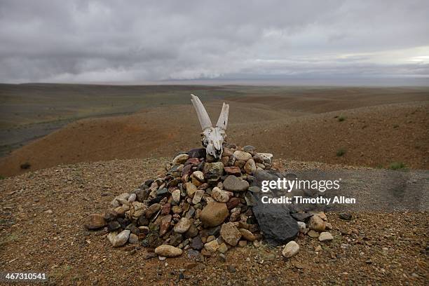 animal skull and stones in gobi desert landscape - animal skull stock-fotos und bilder