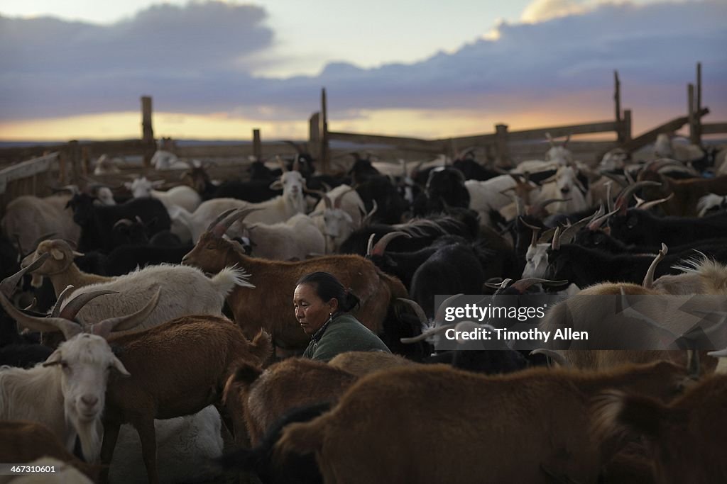 Woman milking goats on a Gobi desert farm