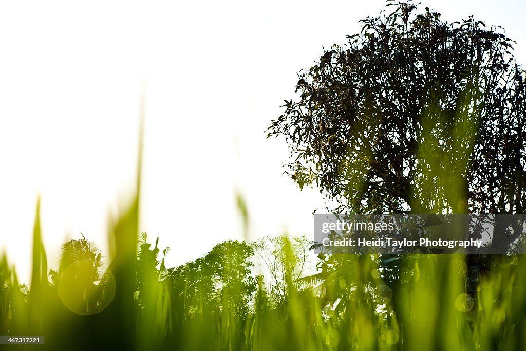 Rice field sunset shilouette, Ubud, Bali