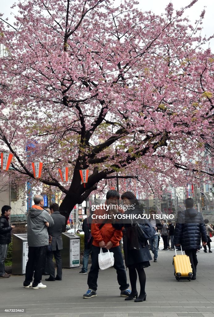 JAPAN-WEATHER-CULTURE-CHERRY BLOSSOM