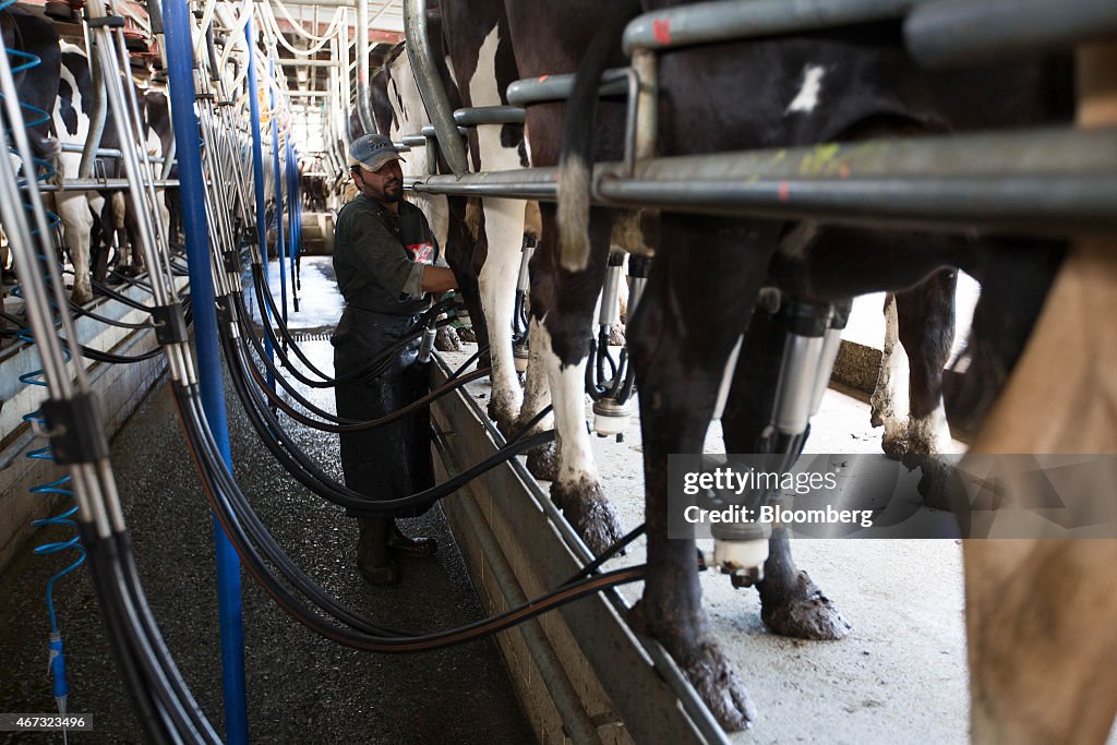 Operations At A Fonterra Cooperative Group Ltd. Supplying Dairy Farm Ahead Of Half-Year Results