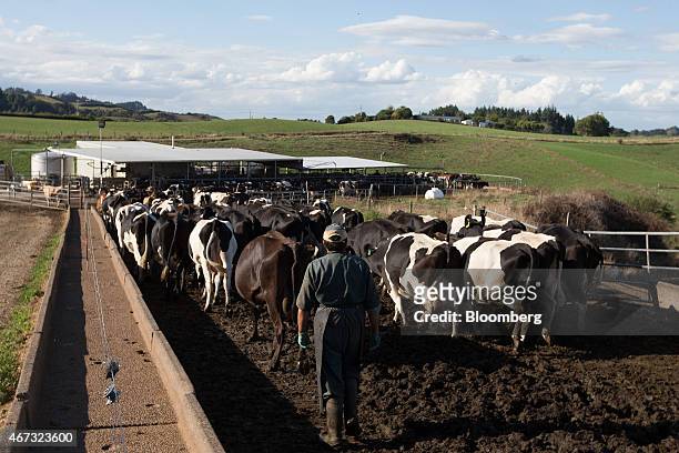 Farmer walks along as dairy cows make their way to a milking shed at a farm that supplies to Fonterra Cooperative Group Ltd. In Hamilton, New...