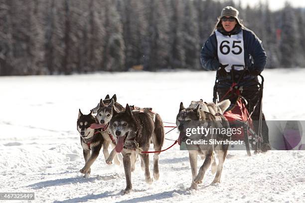 dogsledding at the us pacific coast championships - dog sledding stock pictures, royalty-free photos & images