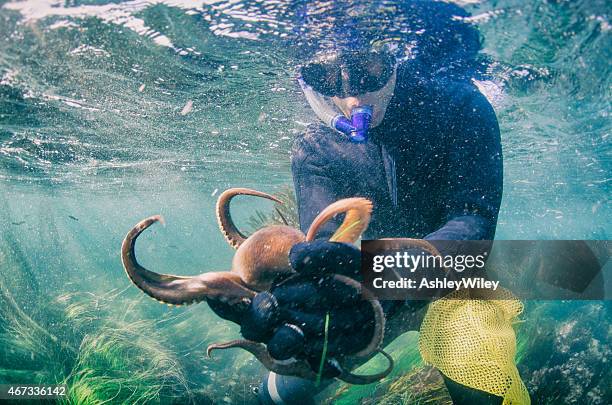 catching an octopus - 1m diving stockfoto's en -beelden