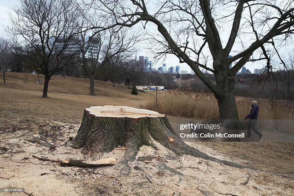 Norway Maple cut down by City