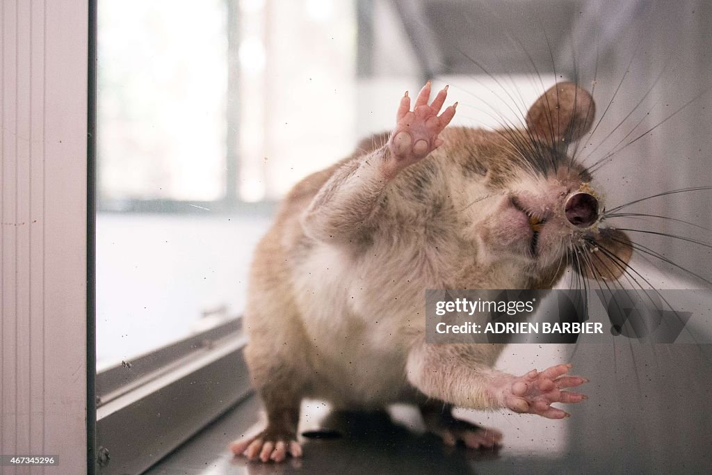 Tuberculosis Rats Photo shows a giant rat used to detect tuberculosis-causing bacteria ...