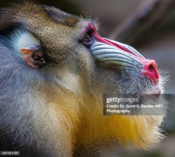 mandrill / mandrillus sphinx - mandrillo foto e immagini stock