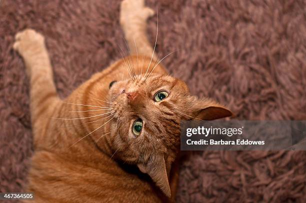 Contorted Cat 30 Contortionist Cat Stock Photos, High-Res Pictures, and Images ...