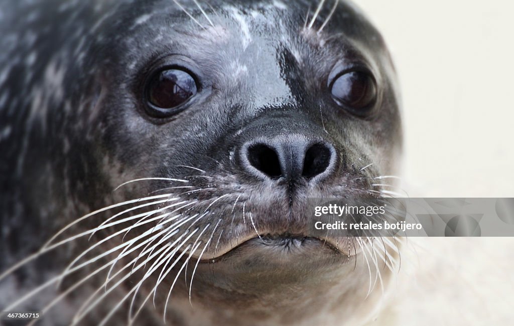Close up of  seals face