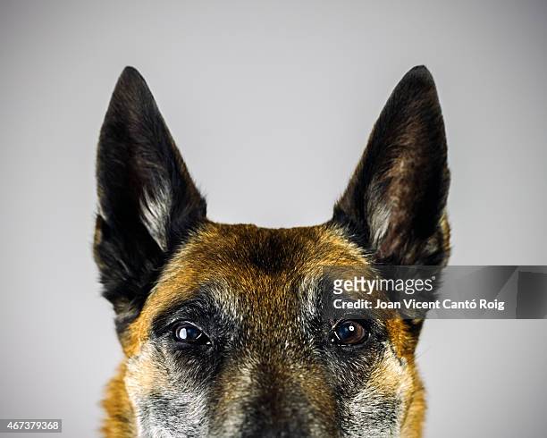 sheperd belge malinois chien à la recherche dans la caméra avec expression suspecte. - german shepherd angry photos et images de collection