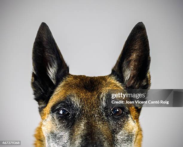 belgian sheperd malinois dog looking at camera with suspicious expression. - alsation stockfoto's en -beelden