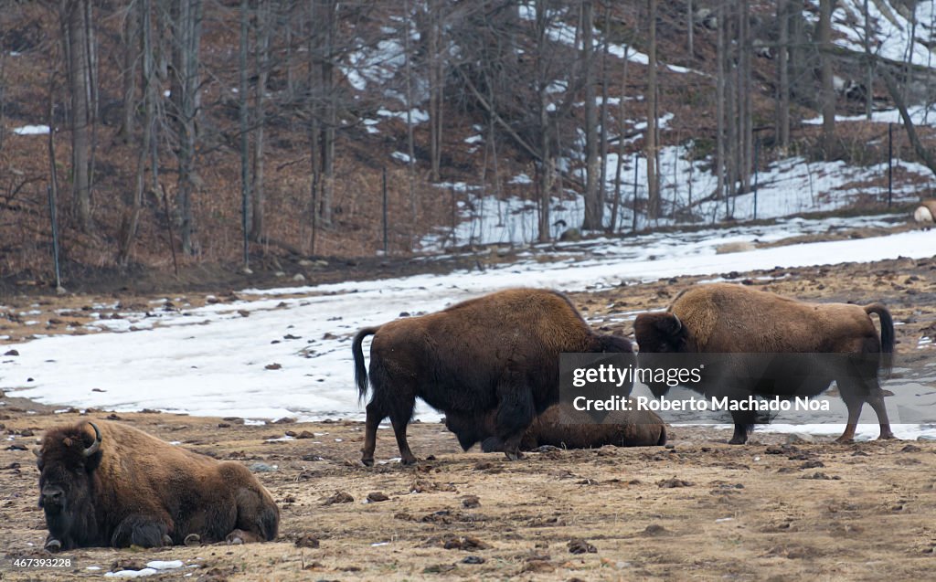 Scene of the wood bison at the end of Winter...