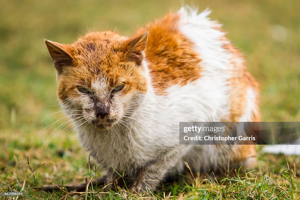 A Wet Stray Arabian Cat