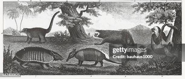 armadillo and sloth engraving - sloth stock illustrations