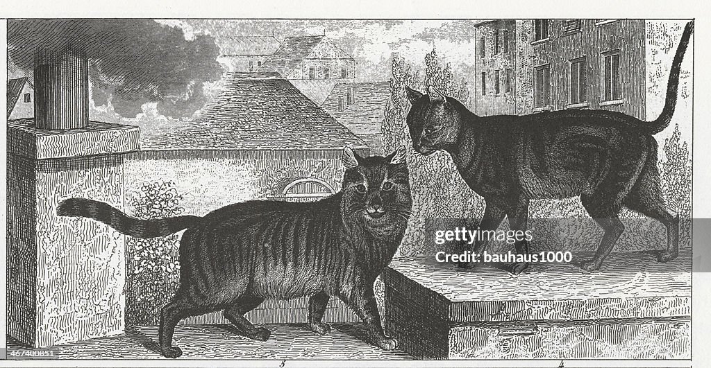 Angora Cat Engraving