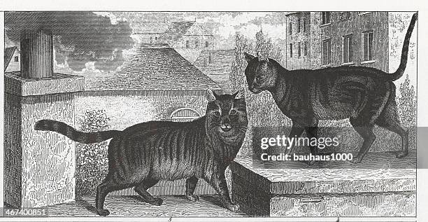 angora cat engraving - turkish angora stock illustrations