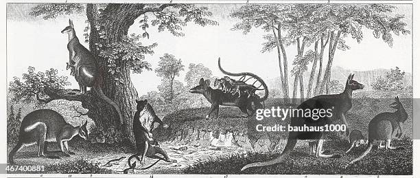 kangaroo and opossum engraving - kangaroo stock illustrations