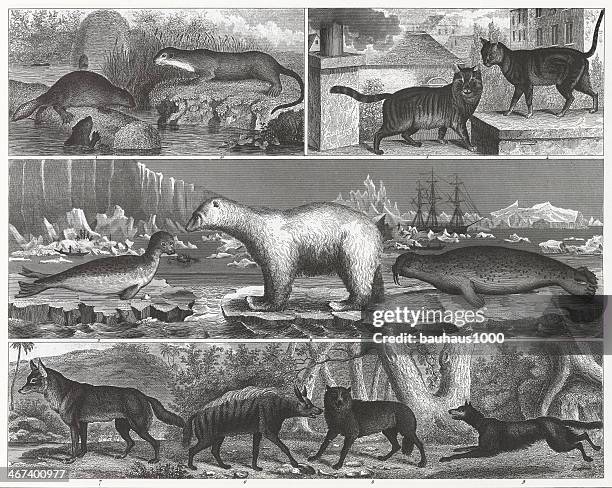 animal engraving - turkish angora stock illustrations