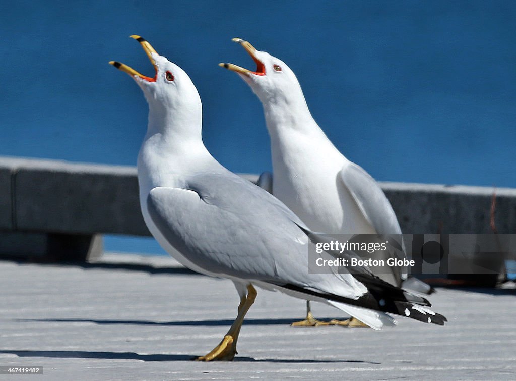 Seagulls Near Castle Island