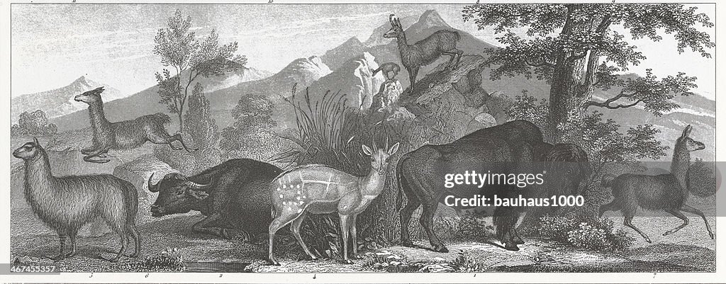 Plain Mammels Engraving