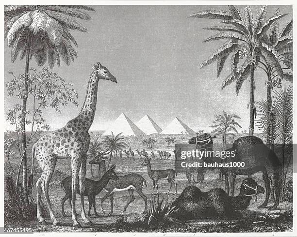 giraffe und camel gravur - brunst stock-grafiken, -clipart, -cartoons und -symbole