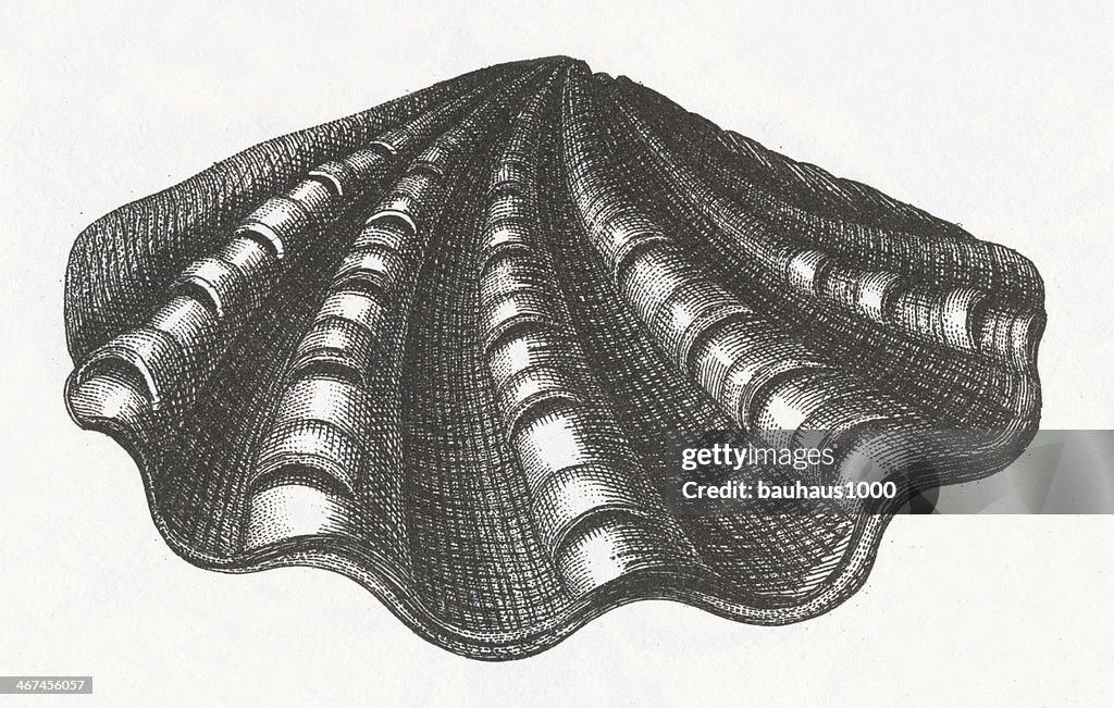 Giant Clam Shell Engraving