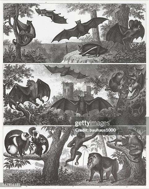 ilustrações, clipart, desenhos animados e ícones de morcegos e primatas engraving - colugo