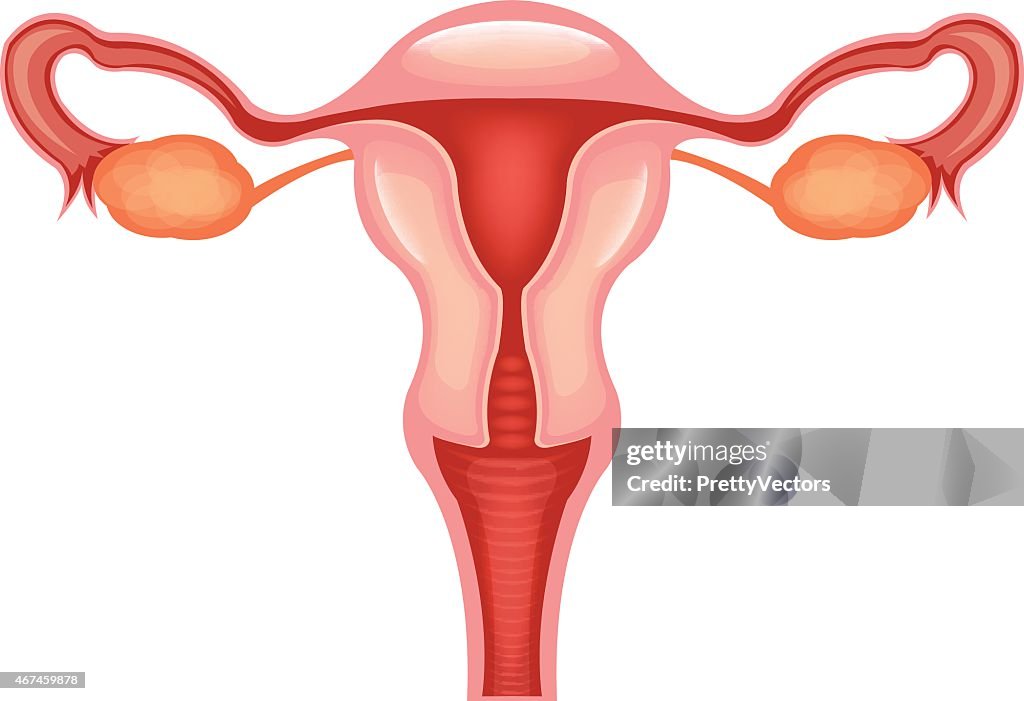 Female reproductive system. Vector flat illustration