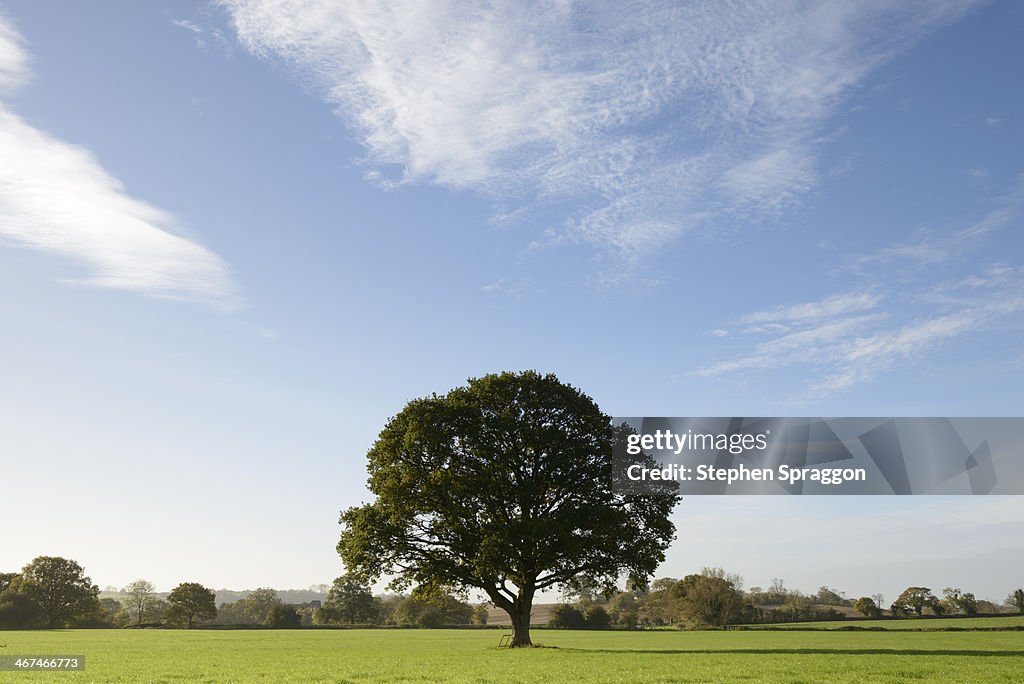 English Oak in Field