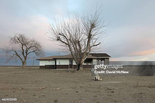 Dog hangs around an abandoned farmhouse on February 6, 2014 near Bakersfield, California. Now in its third straight year of unprecedented drought,...
