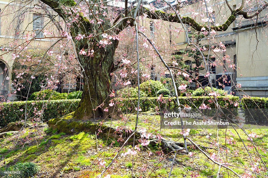 Cherry Blossom Start Blooming In Kyoto