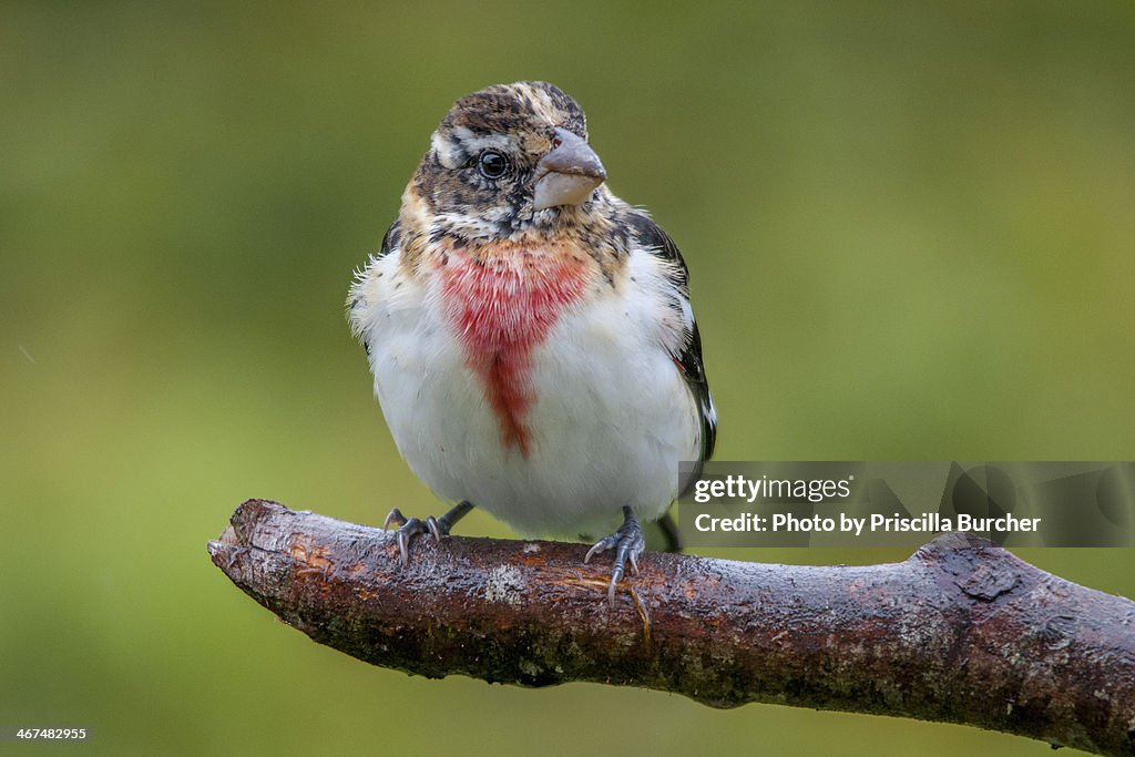 Pheucticus ludovicianus juvenile male