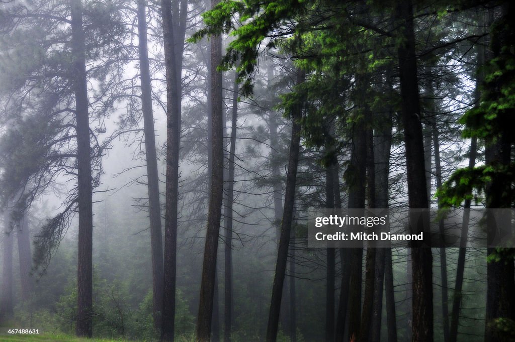 Forest fog