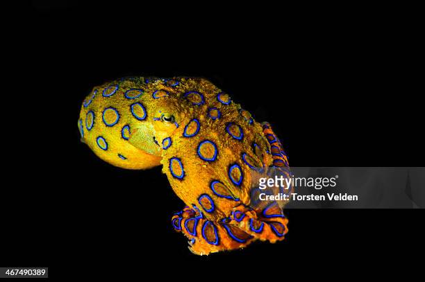 blue ringed octopus - octopus foto e immagini stock
