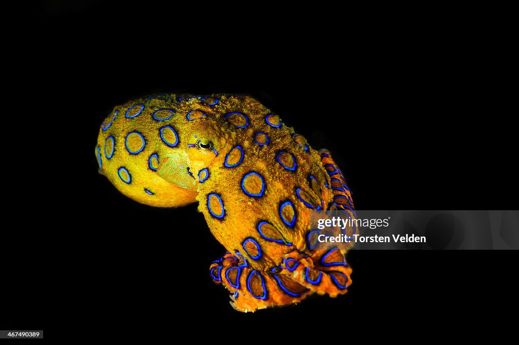 Blue ringed octopus