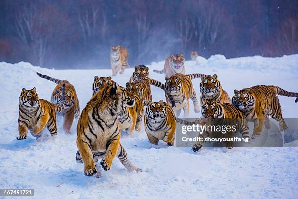 nontheast tiger - tiger running stockfoto's en -beelden