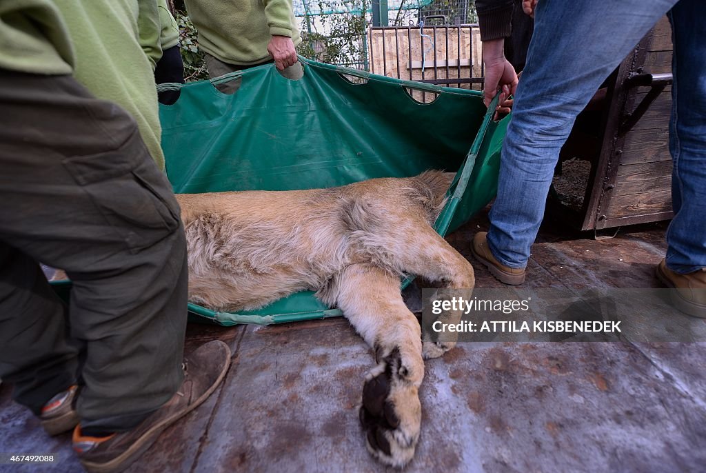 HUNGARY-ANIMAL-LION