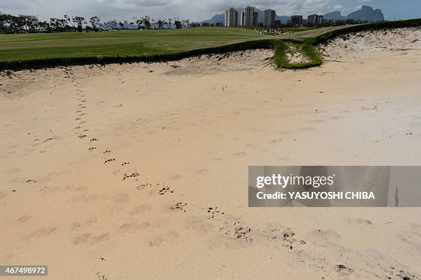 Capybara Island Rio Capybara Rio Photos and Premium High Res Pictures - Getty Images
