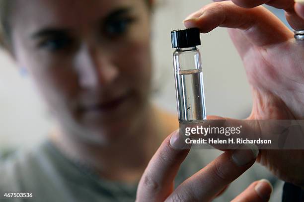 Cassey Anderson, a project manager at CSU Extension looks at a specimen the Tetrastichus planipennisi wasp kept in a bottle at Longmont Parks and...